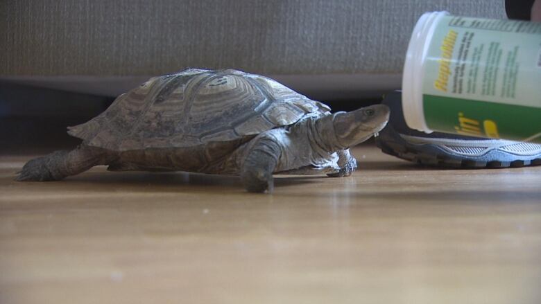 Turtle reaching for a bottle of food.