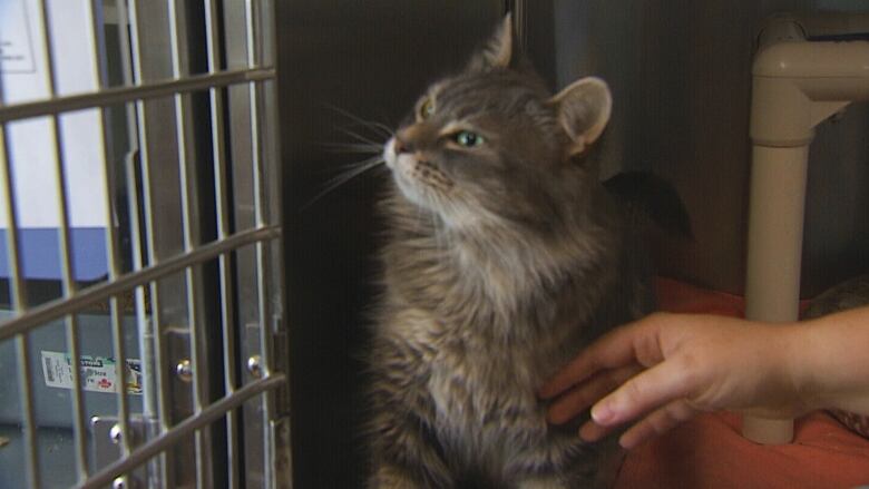 Cat at animal shelter.