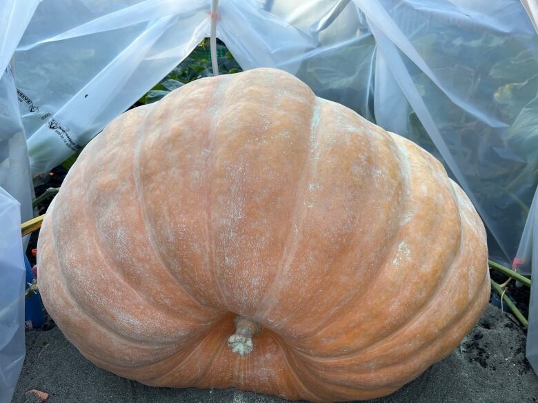 A giant pumpkin inside a plastic tarp.