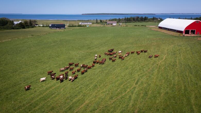 Heritage cattle graze on green pastures of a family farm in Belmont, PEI.