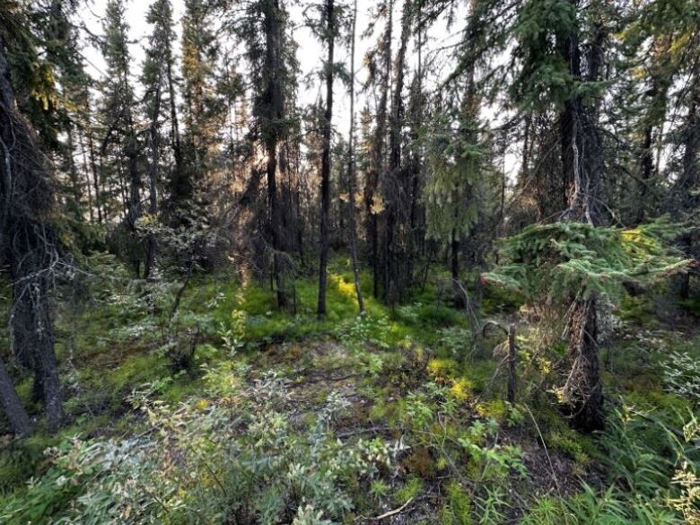 A forest with the sun shining through the trees.