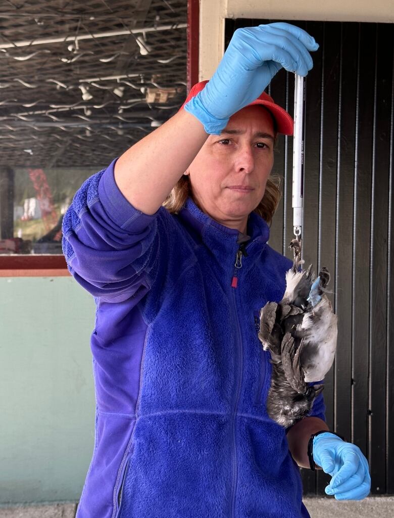 A woman wearing rubber gloves holds a dead bird attached to a slender device that measures its weight.