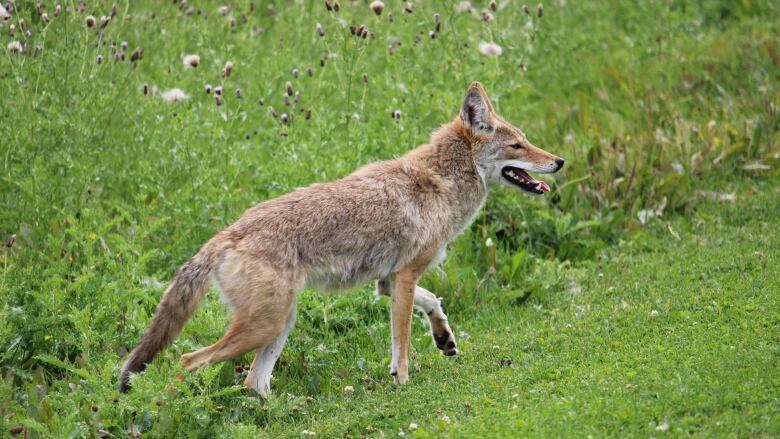 A coyote, light brown and grey-ish in colour, is seen walking through a grassy area. 