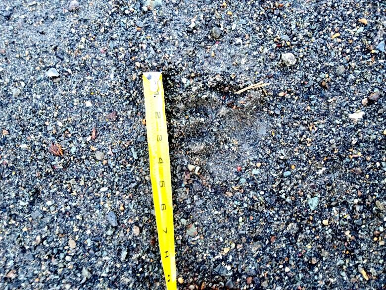 A round pawprint with a few round toe prints in dark coloured gravel next to a yellow measuring tape, indicating the print is about 4 inches wide.