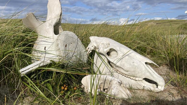 White skulls of horses bones lay in the grass next to a vertebra bone from a whale. 