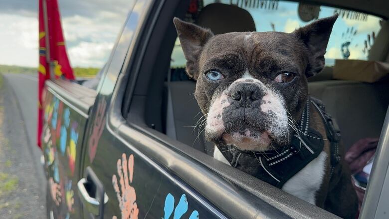 A grey and white French bulldog sits in the passenger seat of a truck, its head looking out an open window.