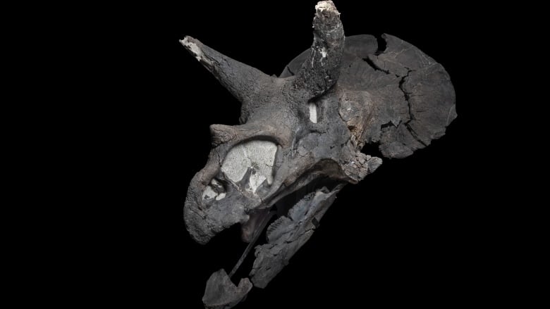 a fossilized dinosaur skull pictured against a black background