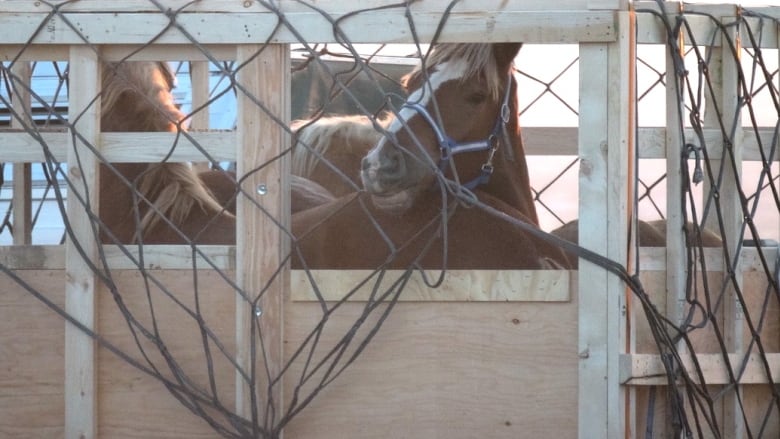 Draft horses, bred for their meat, wait in crate on the tarmac of Winnipeg's airport.