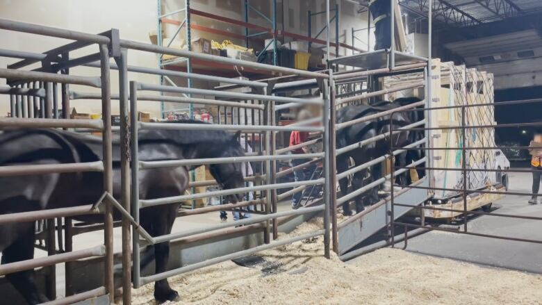 Horses are loaded into crates in a special area of the Winnipeg airport.