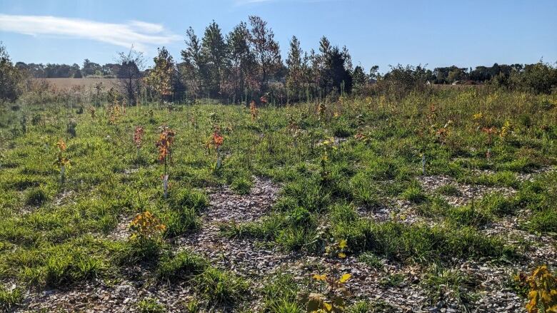 A small forest planted in wood chips 