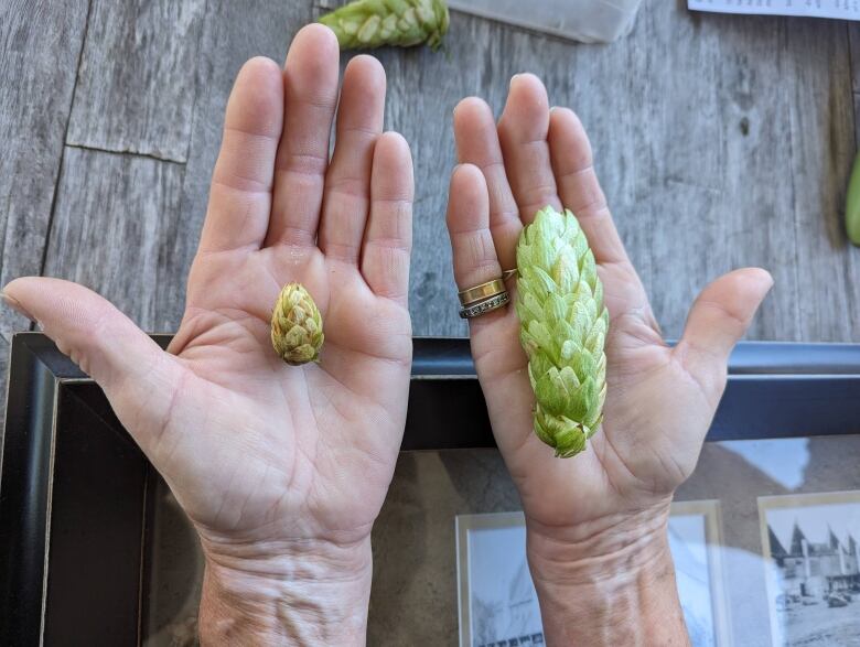 Two hands one holding a smaller hop and another holding a much larger one.