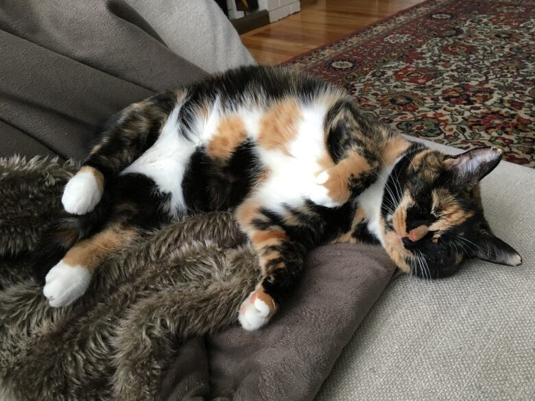 A furry Calico cat sleeping on a chair with her belly out.