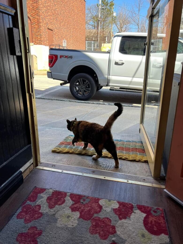 An open doorway with a cat walking away.