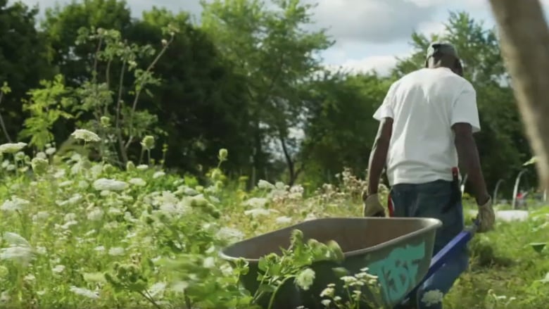 A man pulls a wheelbarrow through a field.  