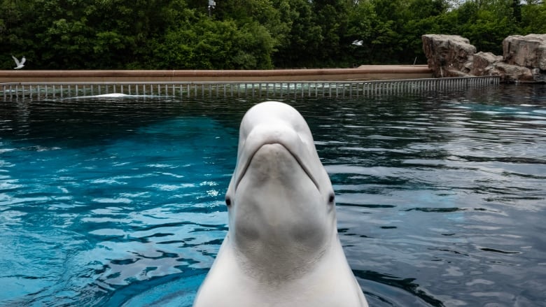 A beluga whale surfaces from a tank  to be fed by an employee at Marineland amusement park in Niagara Falls, Ont., Friday, June 9, 2023. 