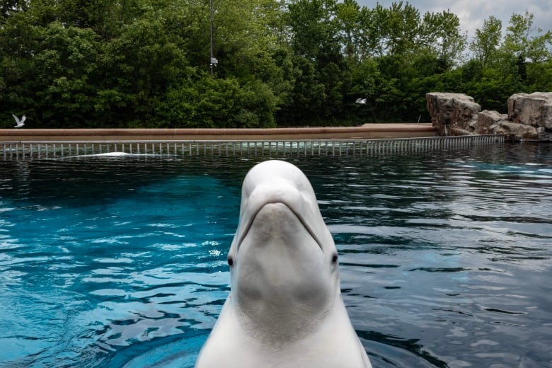 A beluga whale surfaces from a tank  to be fed by an employee at Marineland amusement park in Niagara Falls, Ont., Friday, June 9, 2023. 