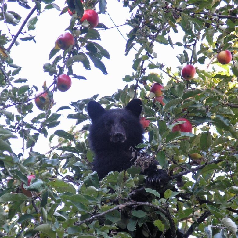 A black bear in an apple tree looks down at the camera.