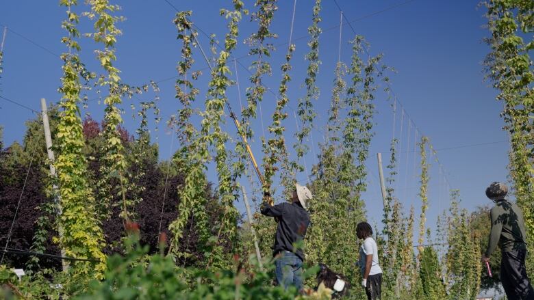 Several people stand looking up at tall plants, with one of them using an extending clipper to cut one of the plants down.