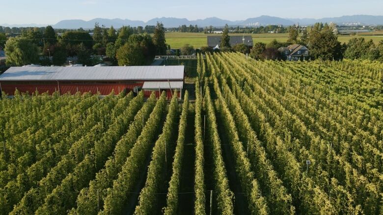 An aerial view of a filed of tall plants planted in rows with a large red barn to the left.