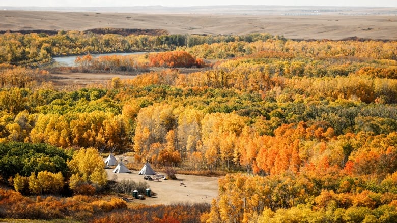 Teepees surrounded by glowing yellow fall foliage on a First Nations reserve in Alberta, east of Calgary.