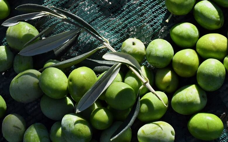 A bunch of green olives, freshly picked.