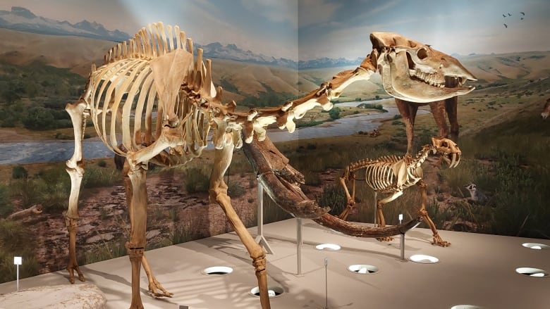 Skeleton of prehistoric camel