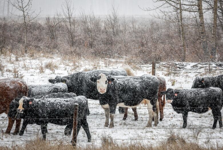 Cattle standing in a fenced area outside, amid a snowfall in Didsbury, Alta.