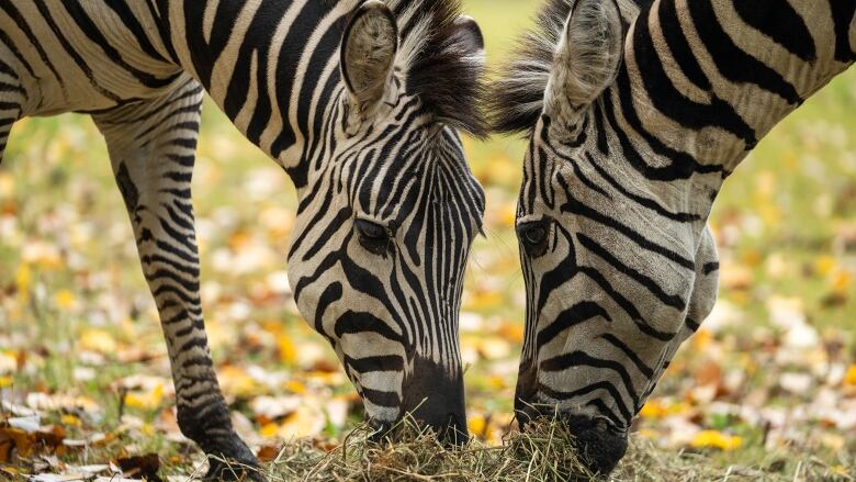 Two zebras feed with their heads pointed directly at each other. 