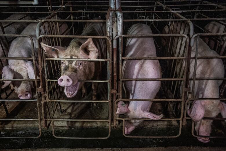 Four sows standin cramped gestation crates, and one chews the bars.