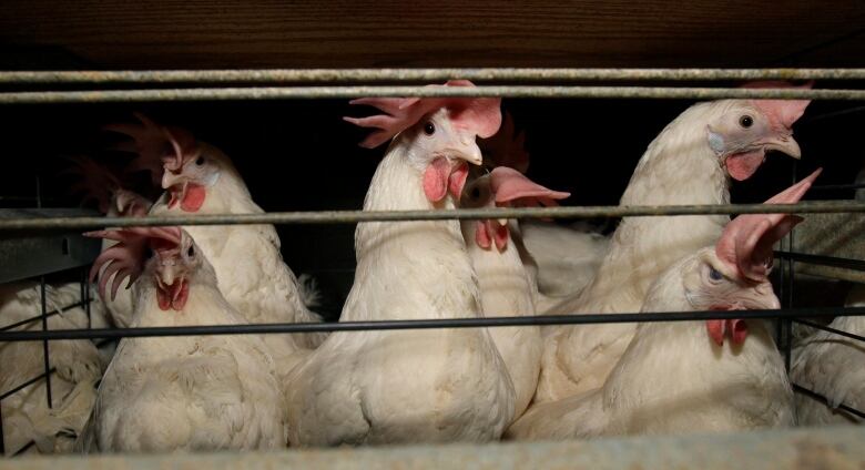 White hens look out of a cramped cage.