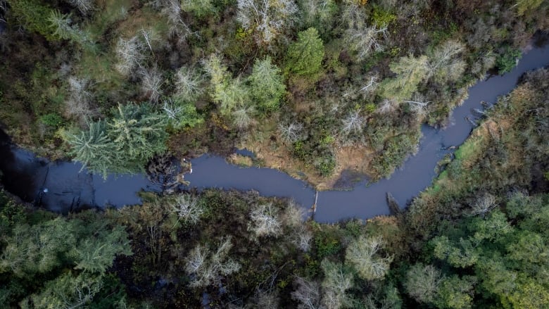 little campbell river wooded area