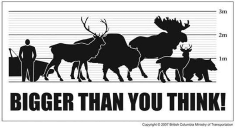 An infographic showing the relative size of a car, a person, a moose, a bison, a bear and a cougar. The moose is the largest.