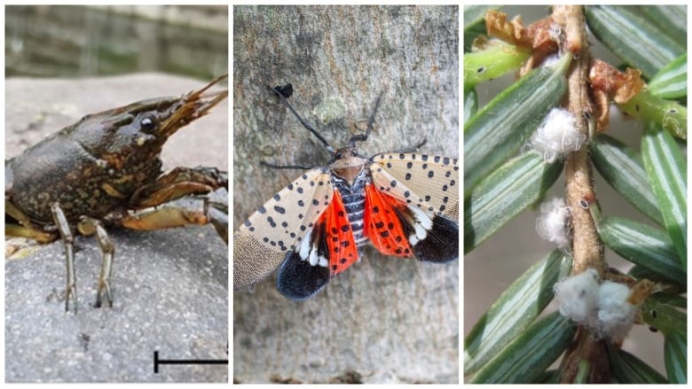 A collage showing the marbled crayfish, spotted lanternfly and hemlock woolly adelgid 