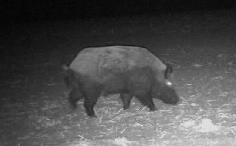 A black-and-white image shows a large pig in the dark. Its eye glows white.