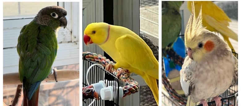 A trio of photos show a green bird, a yellow bird with a red ring around it's neck, and a white bird with a red dot on it's cheek.