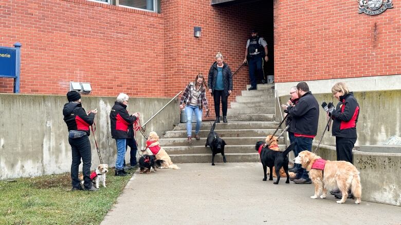 West, an RCMP service dog, is seen leaving the Cranbrook RCMP detachment on Tuesday, Nov. 7, 2023. He is joined by dogs and handlers of the Therapeutic Paws of Canada Cranbrook chapter. 