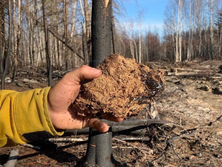 A hand holds a piece of dry peat up in a forested area.