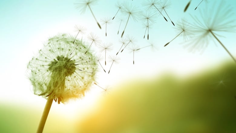 Dandelion seeds blowing in the wind across a summer field background 