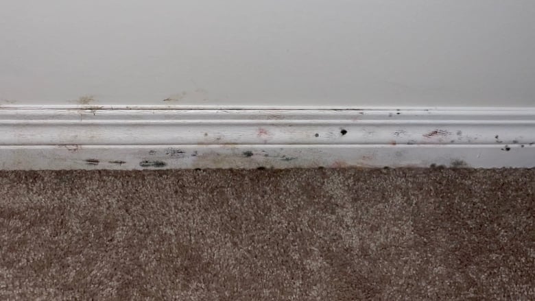 A white baseboard covered in dark brown and black spots next to beige carpet.