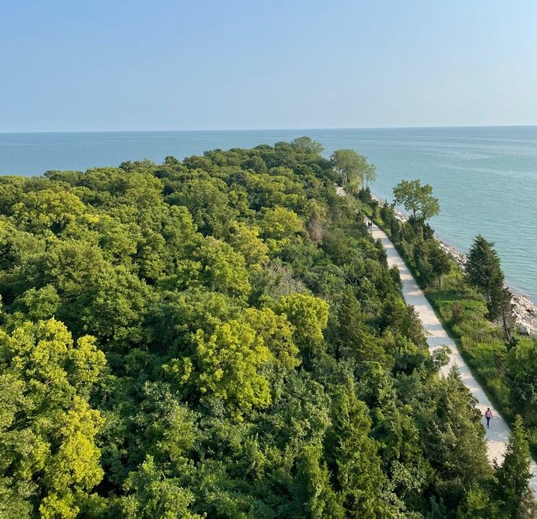 View above the trees of Lake Erie from the top deck of the Point Pelee observation tower.