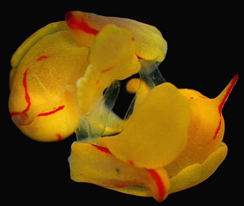 Two weird yellow creatures that look like tiny mice with red blood vessels on their surface in an embryo facing each other but in opposite directions with a slimy substance between them in two places. 