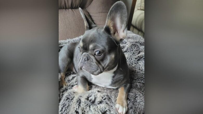 A French bulldog sitting on a couch.