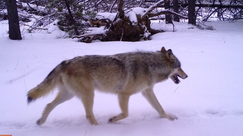 A wolf trotting through the snow.