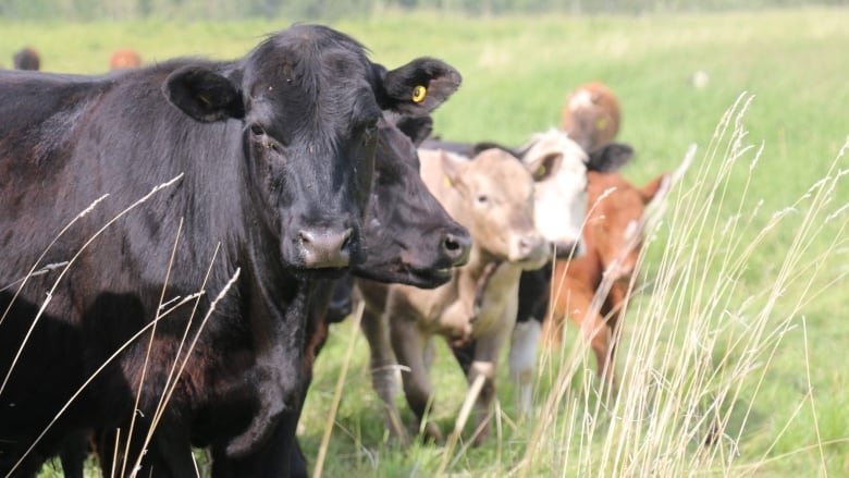 Tim Hoven from Hoven Farms said he sometimes sells 400 pounds of meat in a single purchase to families looking to fill their freezers. 