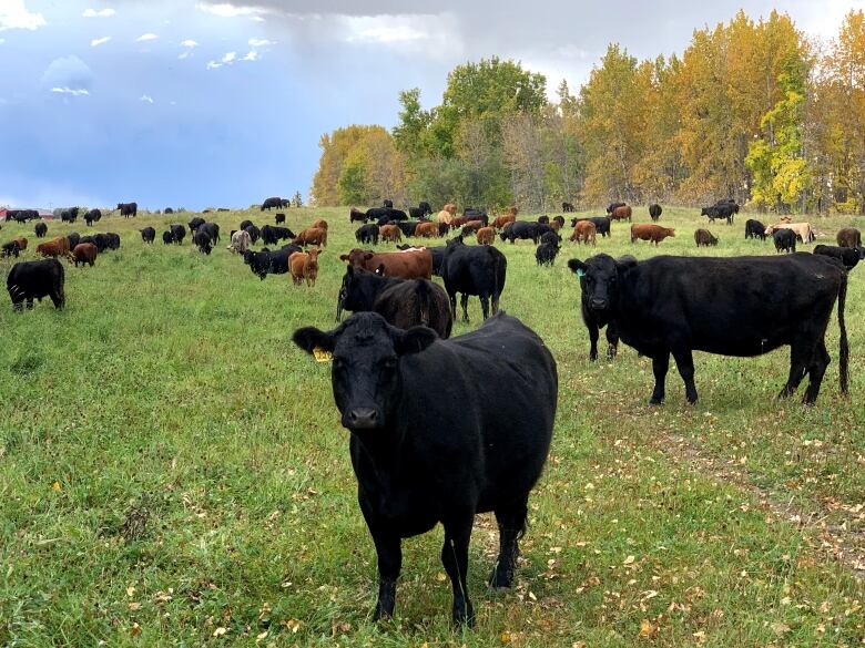 Hoven believes fewer customers are ordering his organic beef, but those still buying are getting larger amounts. 