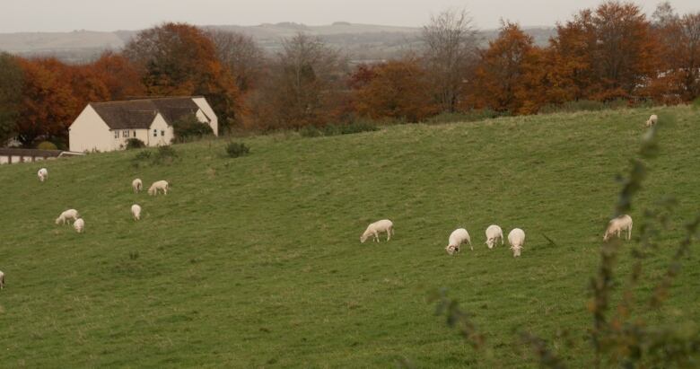 Roughly a dozen sheep graze in a pasture. A farmhouse is in the middle distance. 