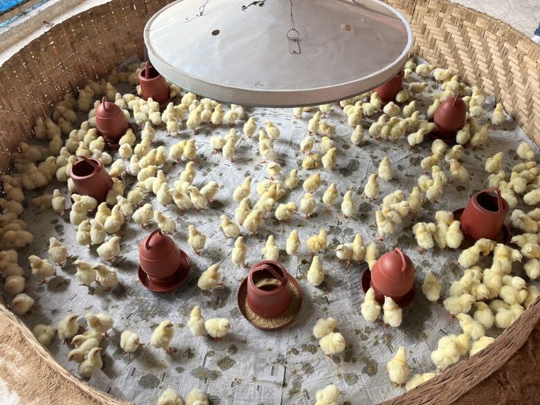 FarmPhage was being added to the water of these newly-hatched chicks in a May 2023 field trial in Bangladesh. The product demonstration was organized with a local pharmaceutical and animal health product company, Renata Limited. 