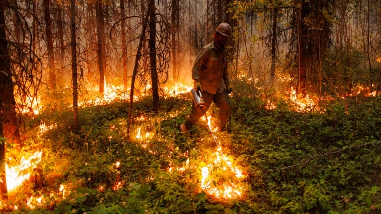 A man lights fire using a flamethrower-like instrument in thick forest.