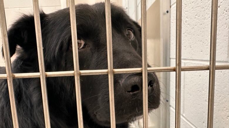 A black dog is shown behind the metal bars of an animal shelter cage.