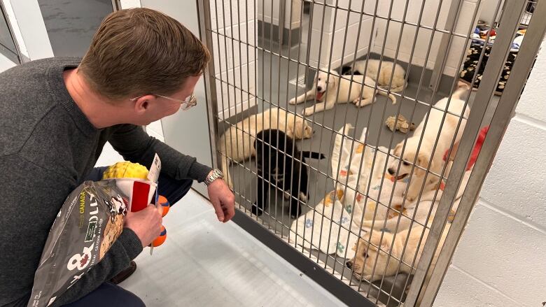 A man squats down to look at several puppies in an animal shelter cage.